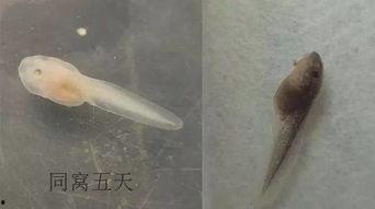 蝌蚪网国产